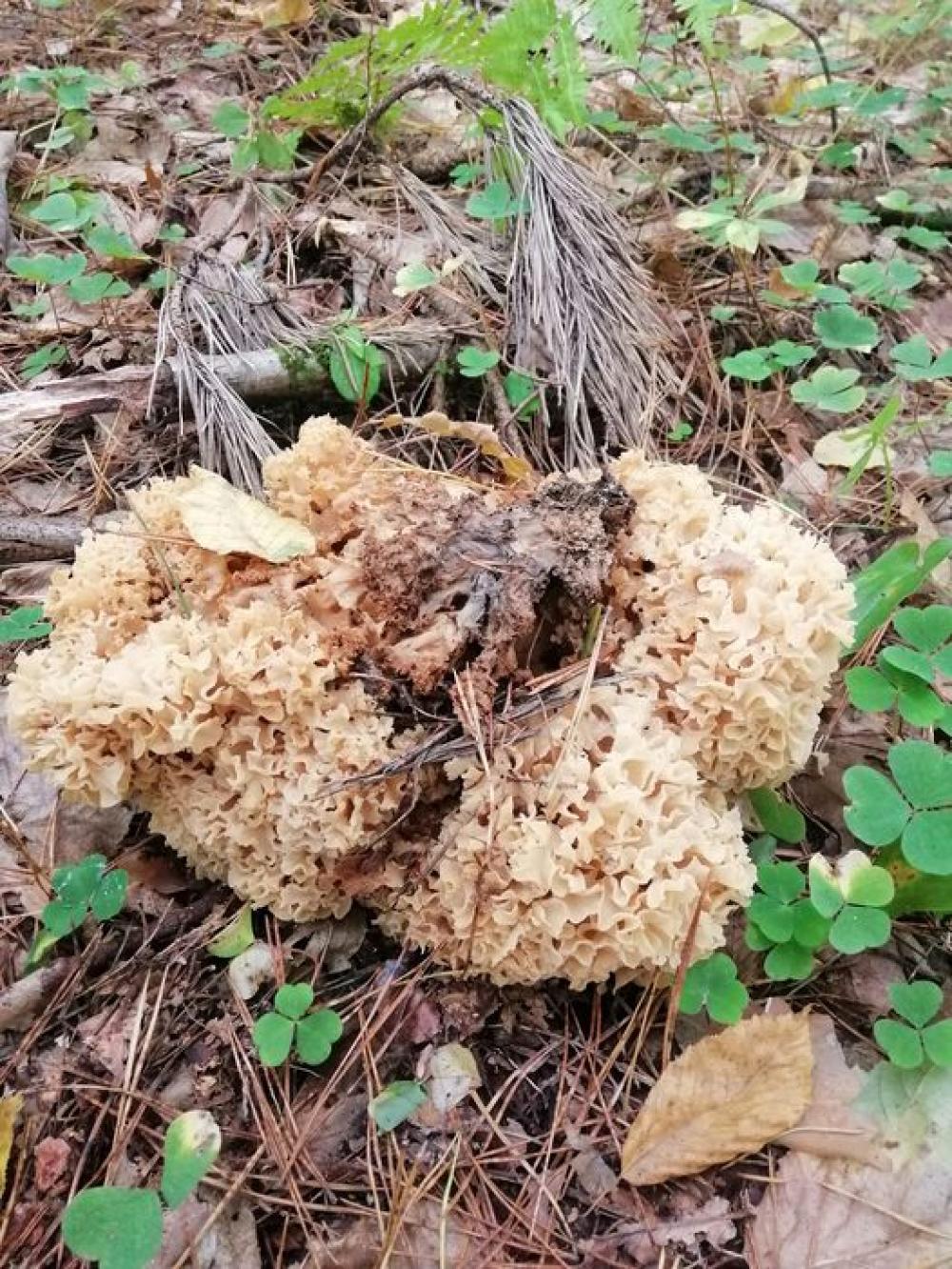 Червонокнижний гриб грифола кучерявенька, знайдений у Рівненському районі.