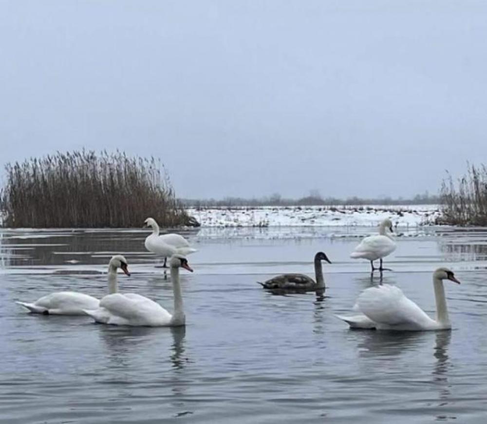 Скріншот із відео
