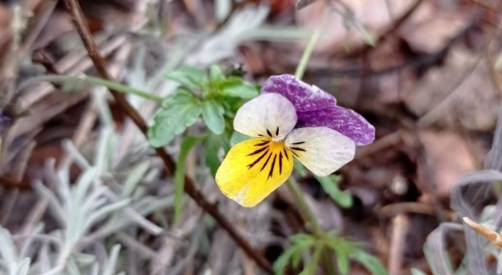 Фото з Facebook Світлани Рівненської
