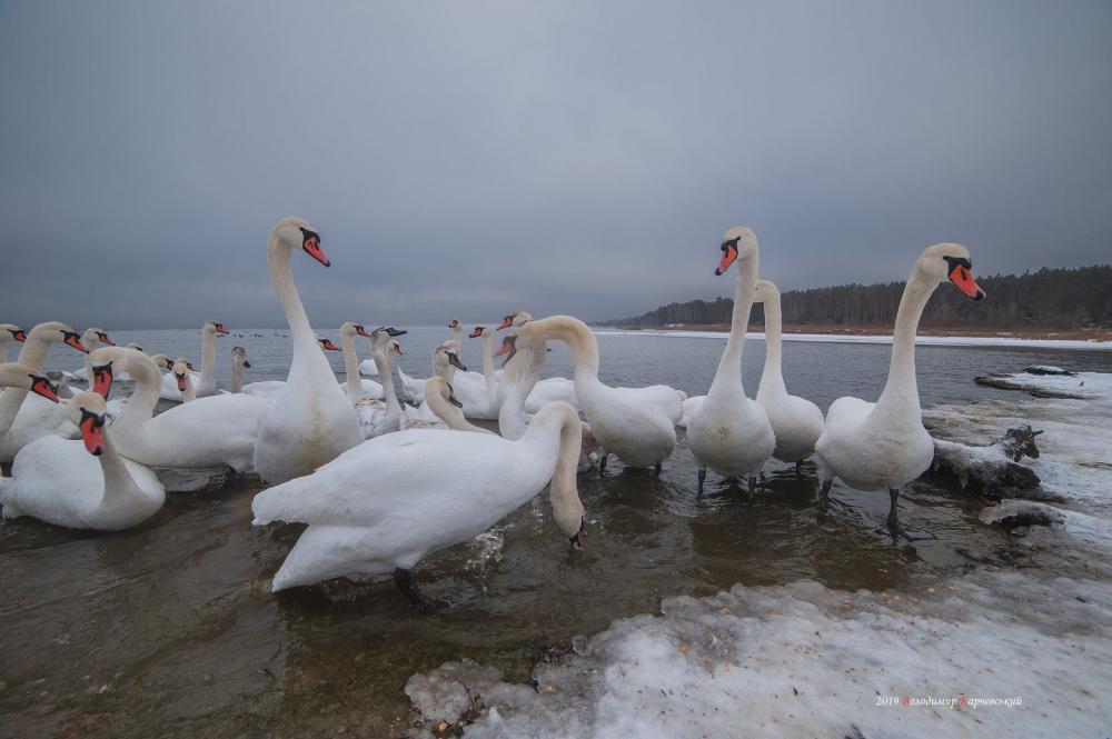Фото: Володимир Карчевський
