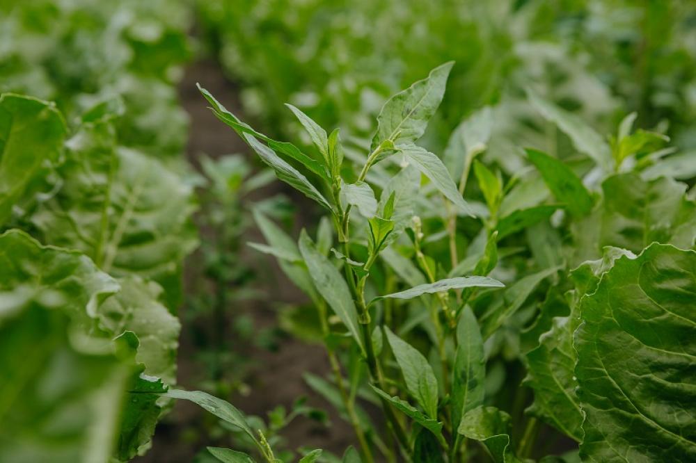 Ілюстративне зображення 