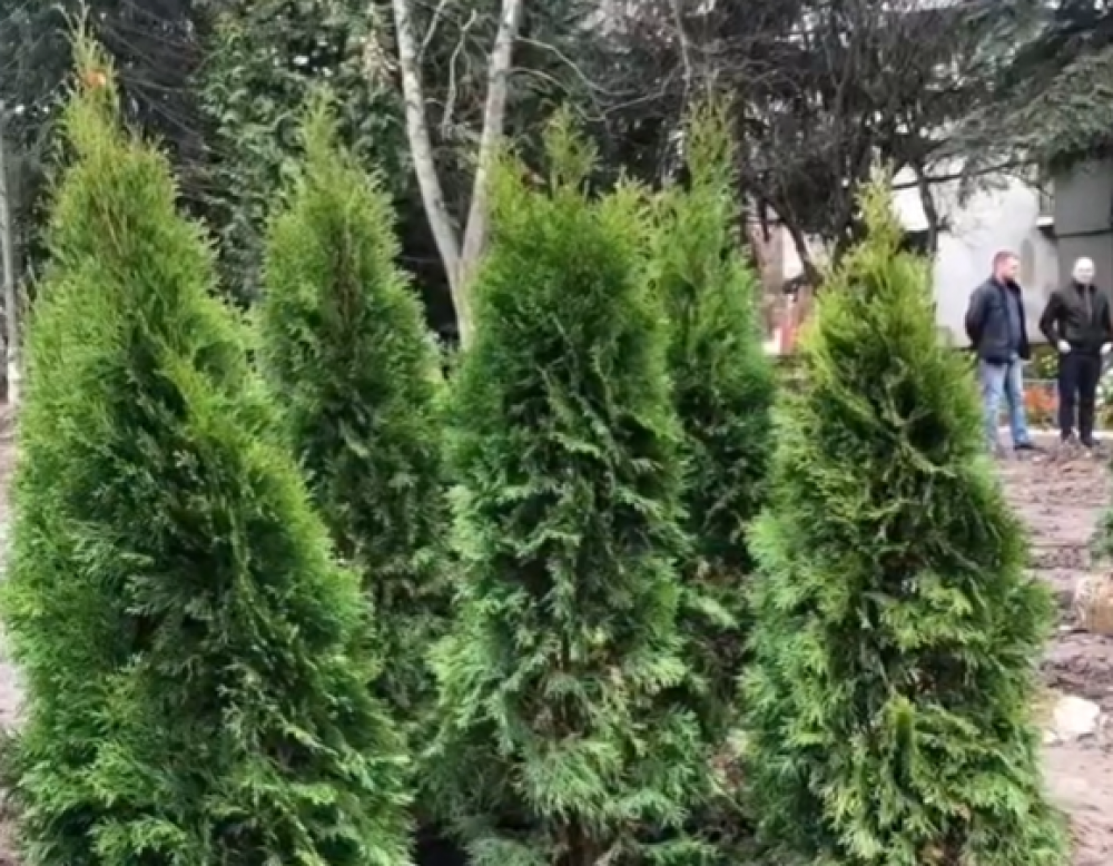 скріншот з відео