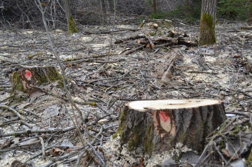 Ілюстративне зображення