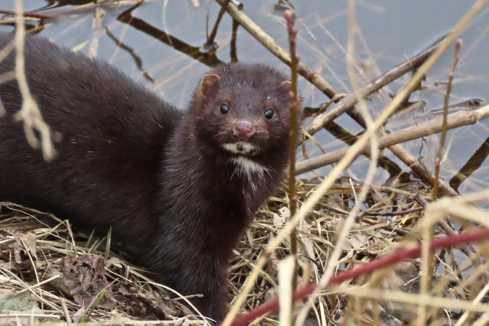 Ілюстративне зображення