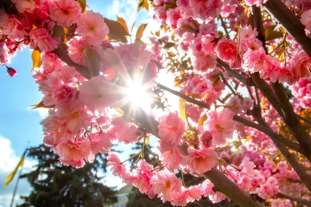 Фото Світлани Кравчук