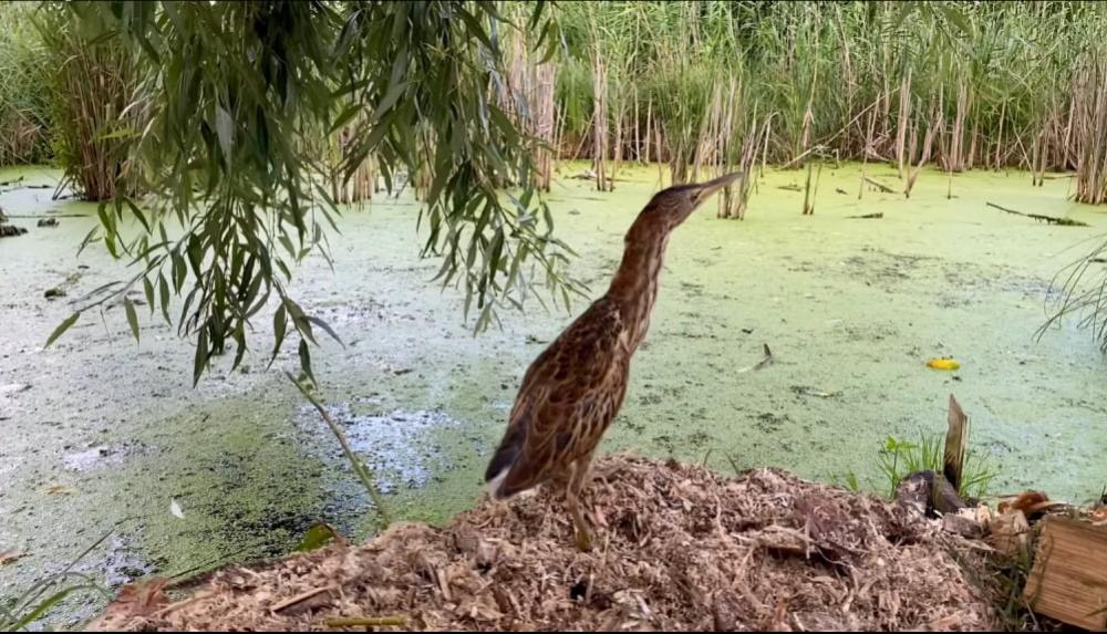 скріншот з відео