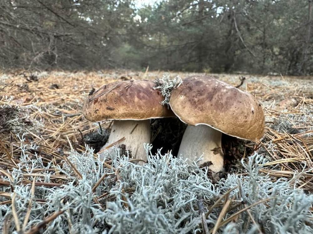 фото Миколи Потейчука