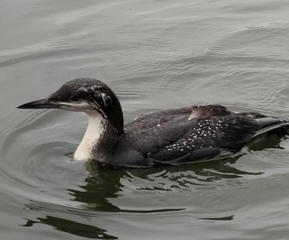 фото: Сергій Потапчук