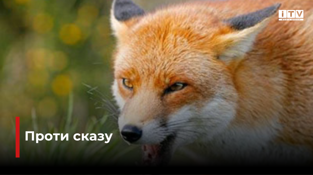 Фото ілюстративне 