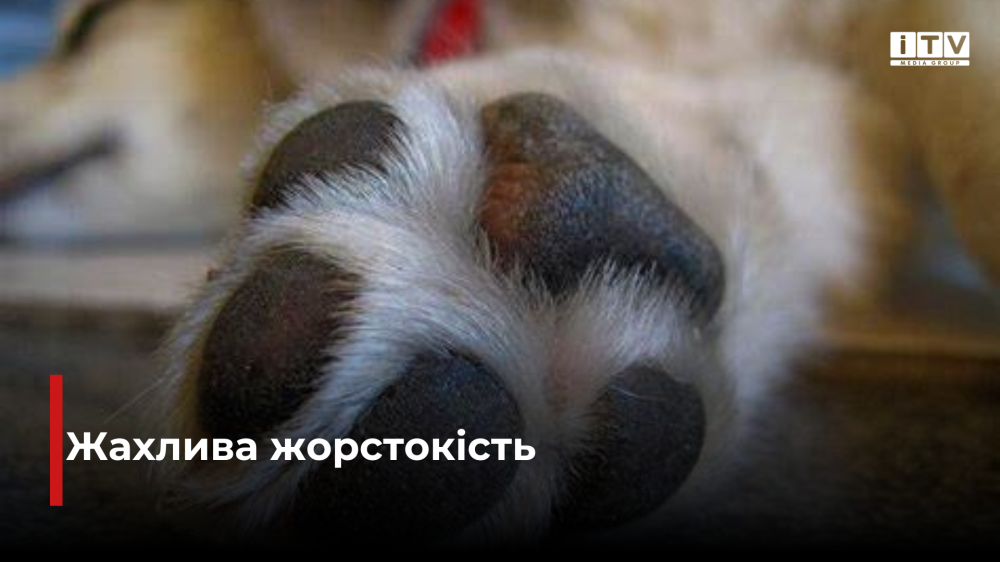 Фото ілюстративне 