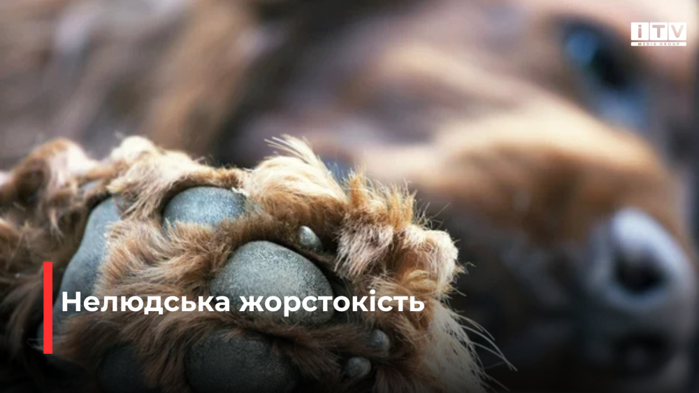 Фото ілюстративне 