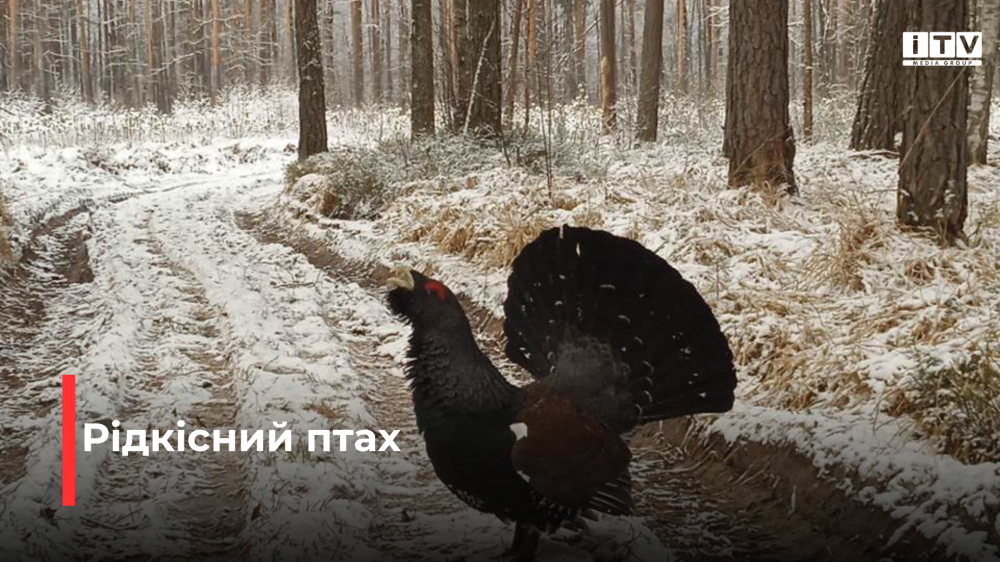 Фото: Микола Потейчук