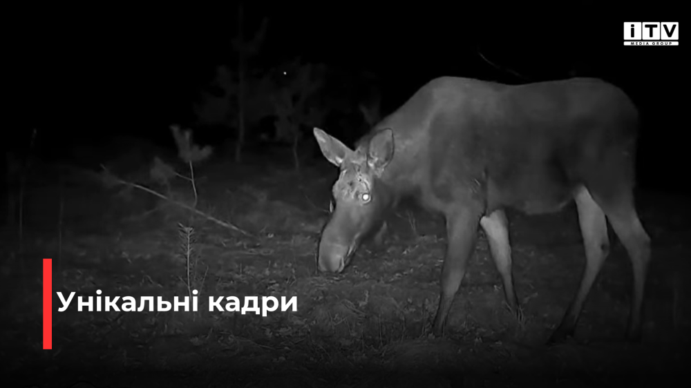 скріншот з відео