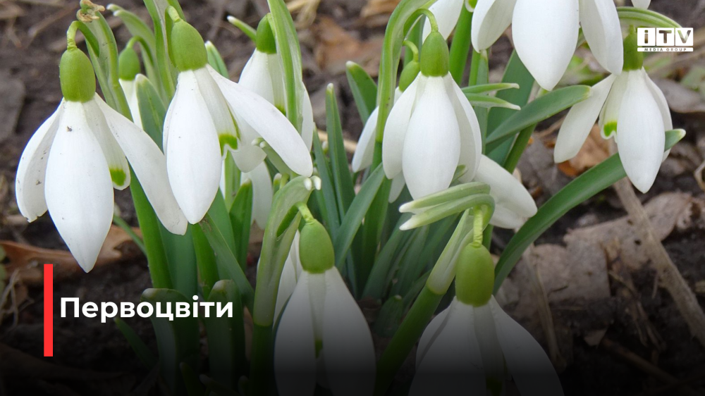 Фото: Mykyta Ant