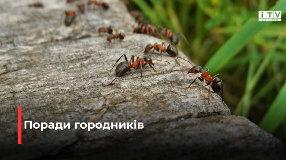 Фото ілюстративне Фото ілюстративне