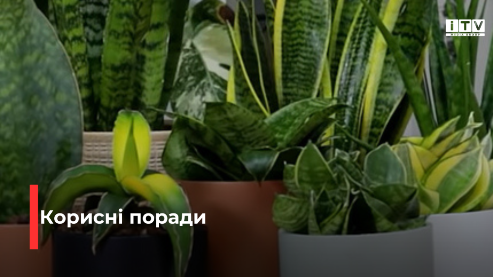 Фото ілюстративне 