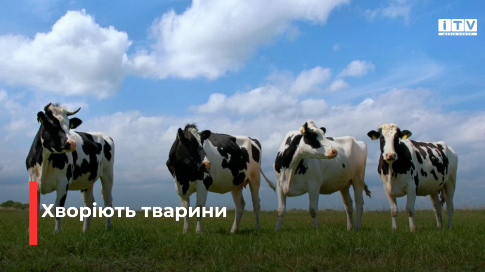 Фото ілюстративне 