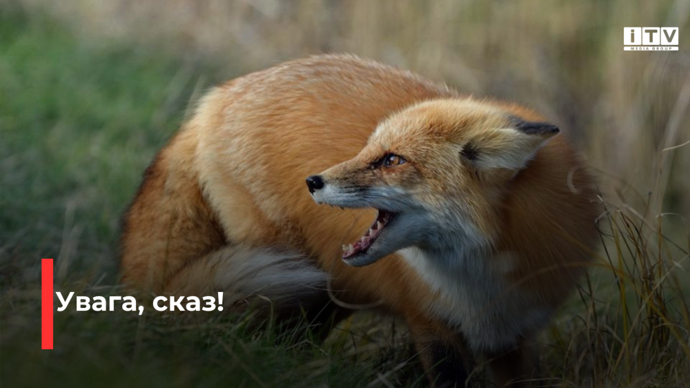 Фото ілюстративне 