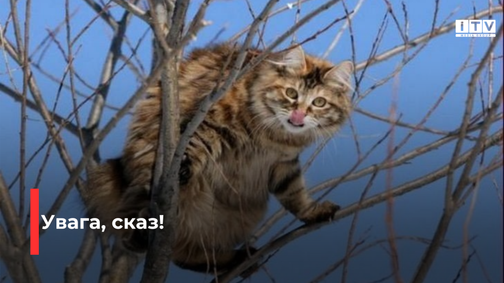 Фото ілюстративне 