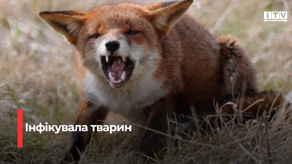 Фото ілюстративне 