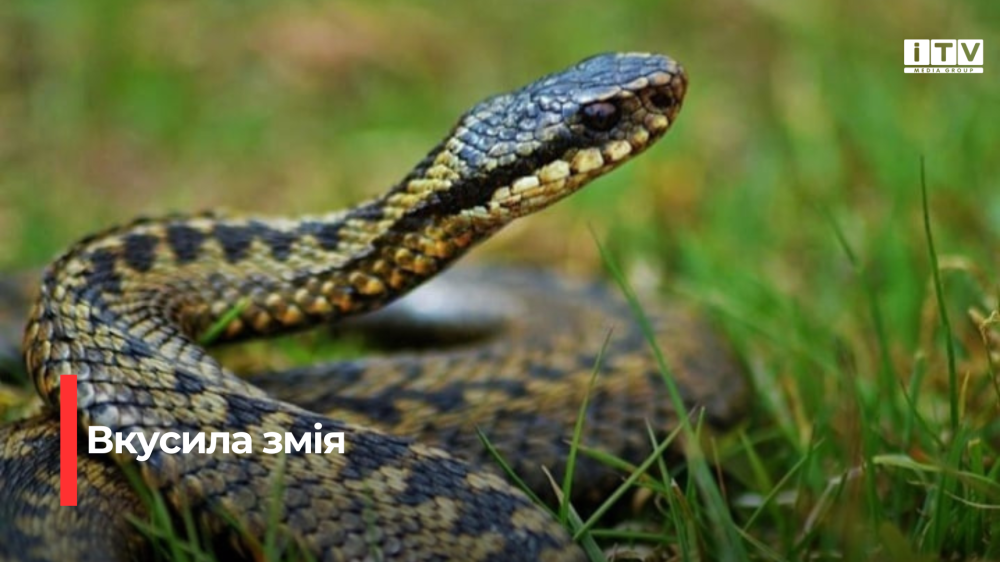 Фото ілюстративне 