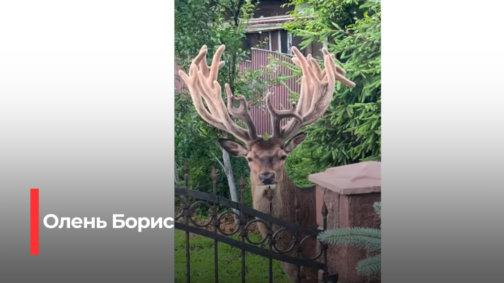 Фото: скріншот із відео Руслана Христюка (зняте раніше)