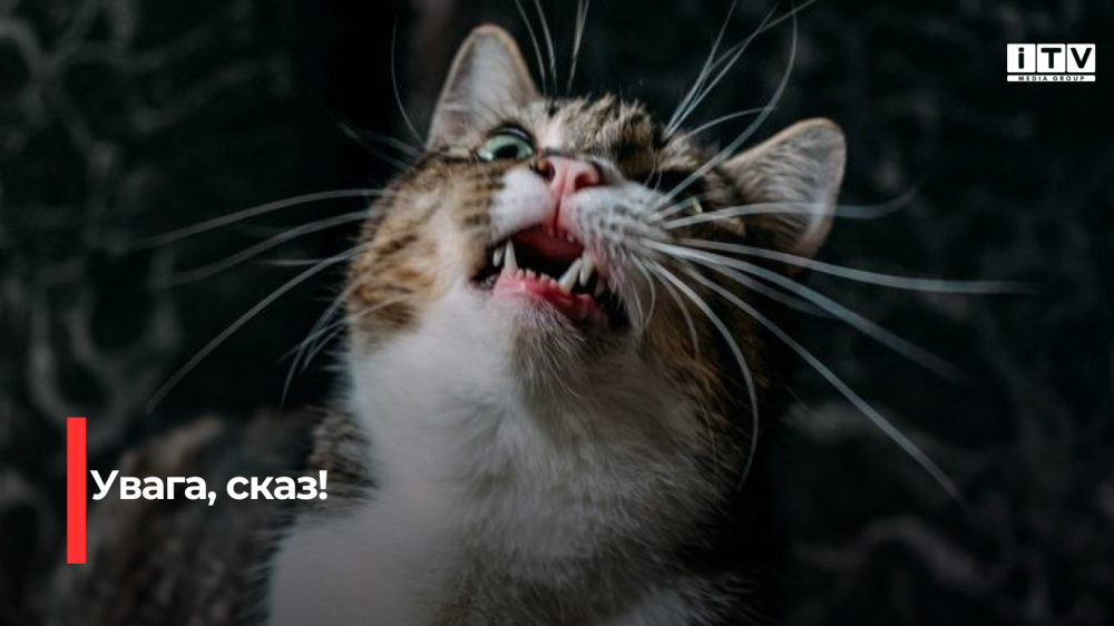 Фото ілюстративне 