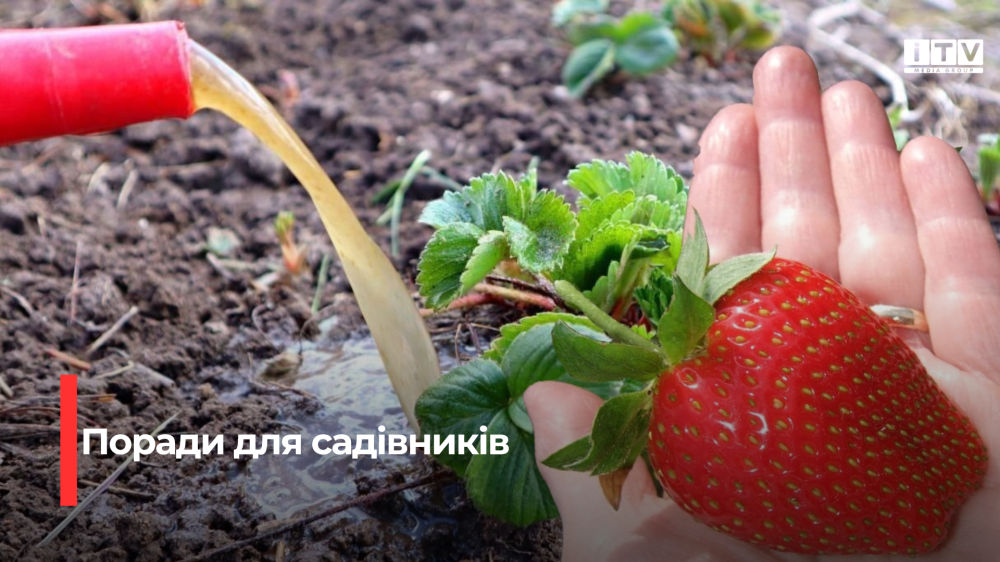 Фото ілюстративне 