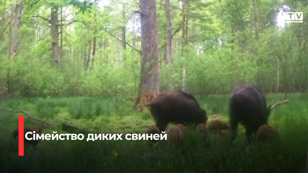Скріншот із відео