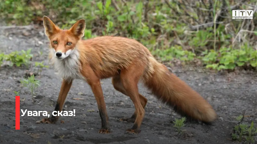 Фото ілюстративне