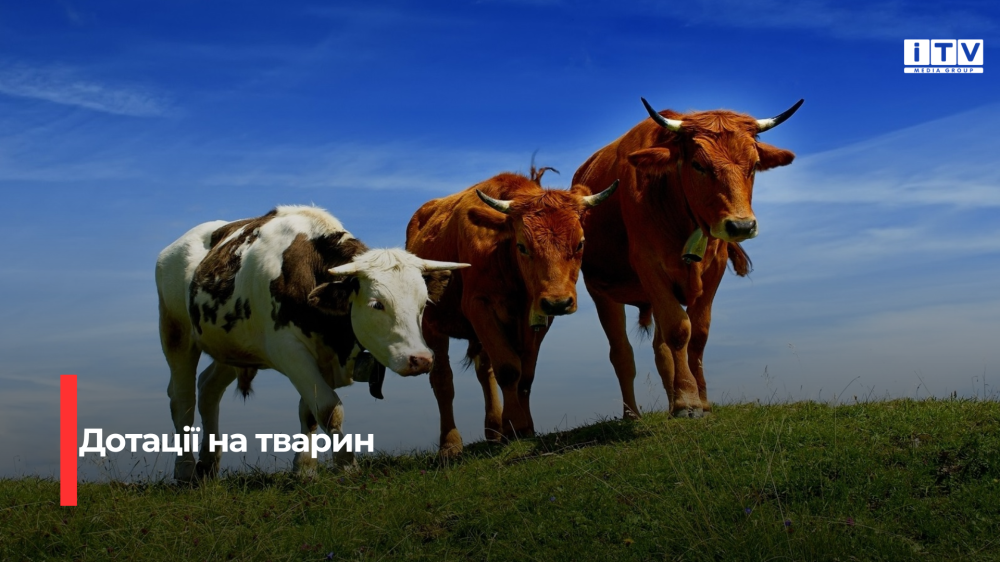 Фото ілюстративне 