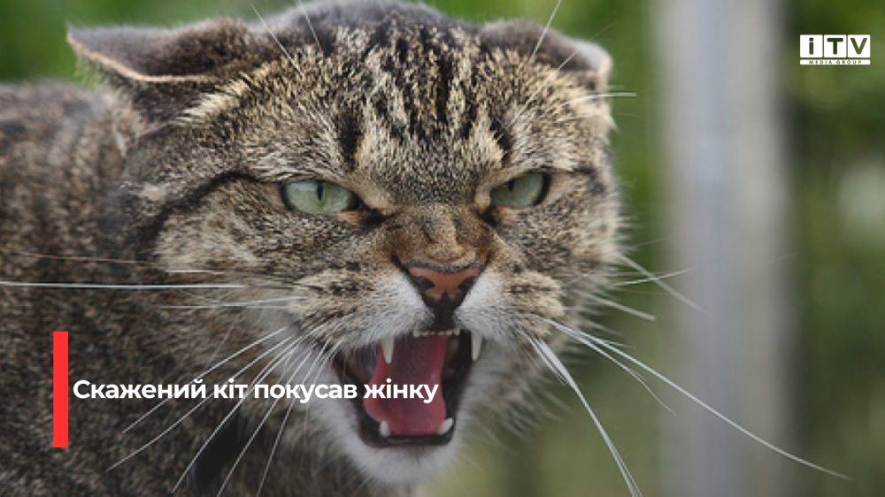 Фото ілюстративне 