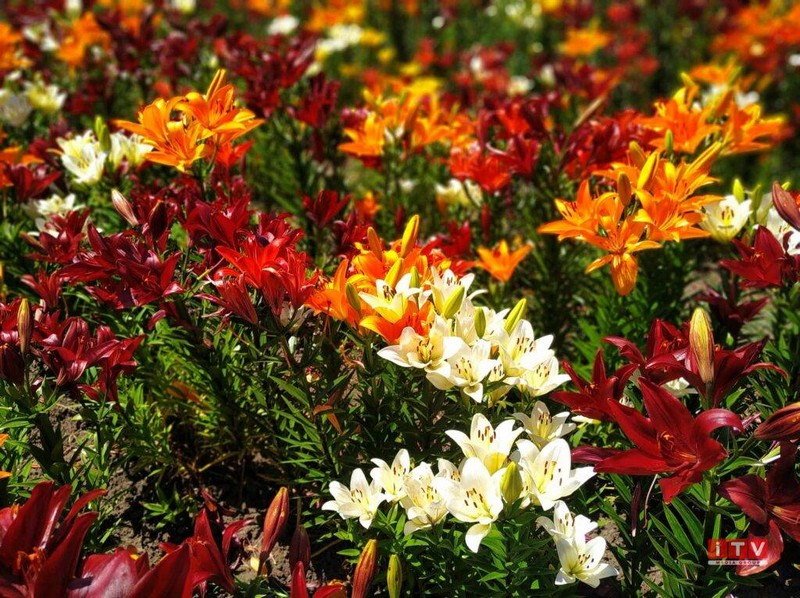 Плантація лілій розквітнула на Рівненщині (ФОТО) Плантація лілій розквітнула на Рівненщині (ФОТО)